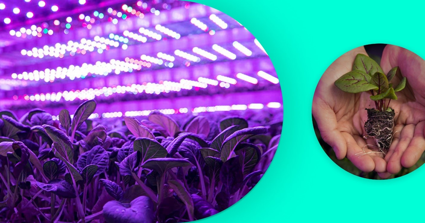How The Right Lighting Can Improve Your Vertical Farming IGS